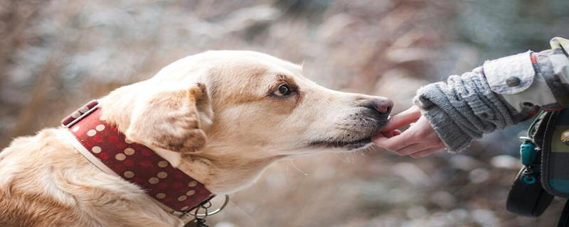 The significance of the owner squatting to the dog