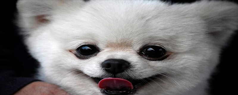 A few actions of a Pomeranian show that he loves you