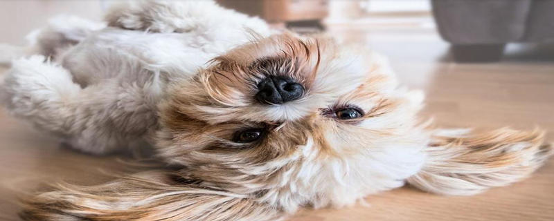 Reproductive Characteristics of Dogs: What are the Reproductive Characteristics of Dogs?