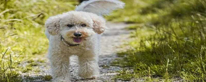 Puppy deworming a few days to clean up the worms Puppy deworming a few days can be clean
