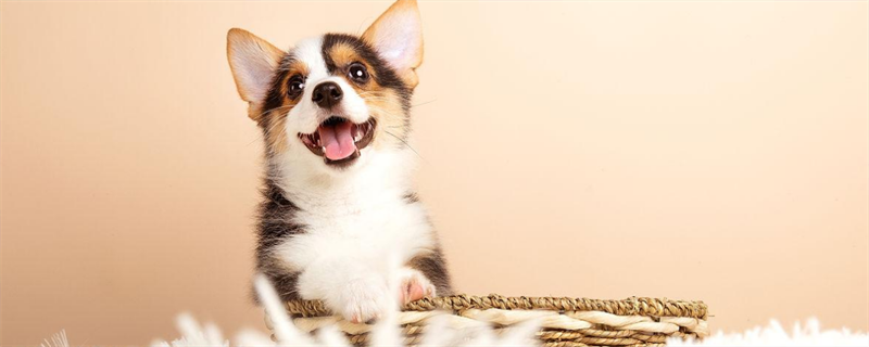 What Are the Symptoms of Heatstroke in Dogs?