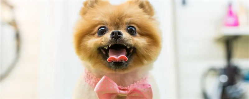 Can dogs wear condoms?
