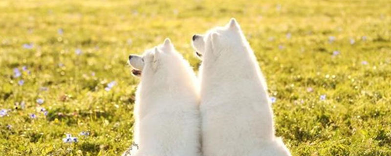 How big can a Samoyed grow?