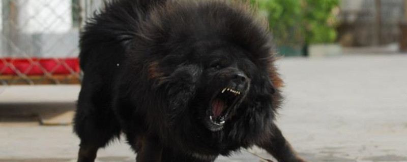 Do Tibetan mastiffs only recognize one owner in their lifetime?