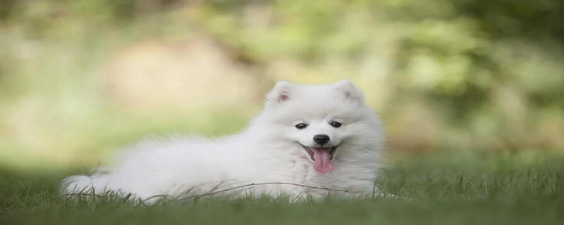 What fruits can dogs not eat