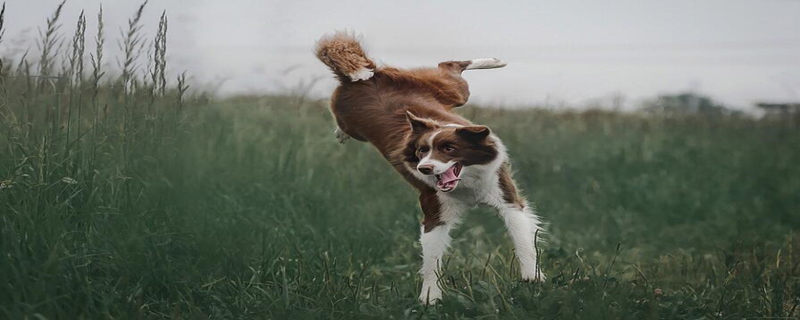 Which country is the border collie from?
