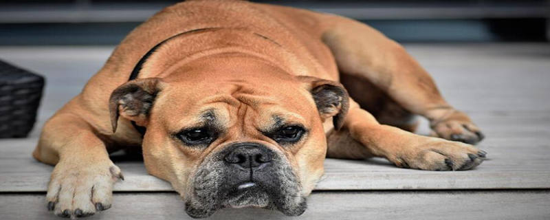 What Are the Symptoms of Pancreatitis in Dogs?
