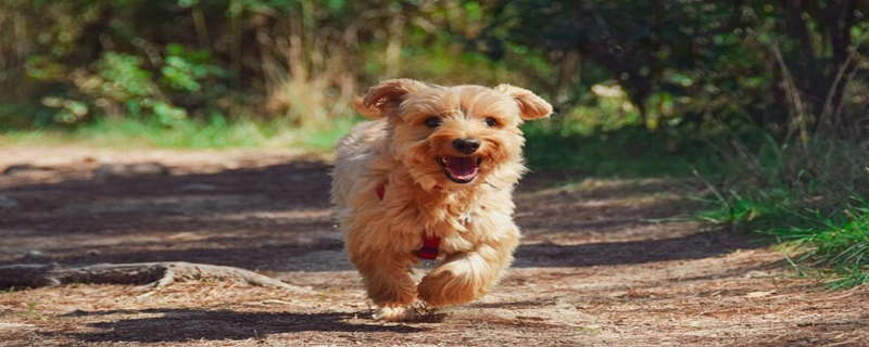 What medicine can be used to kill ticks on puppies