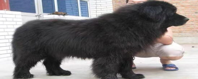 Can Tibetan mastiffs be raised?