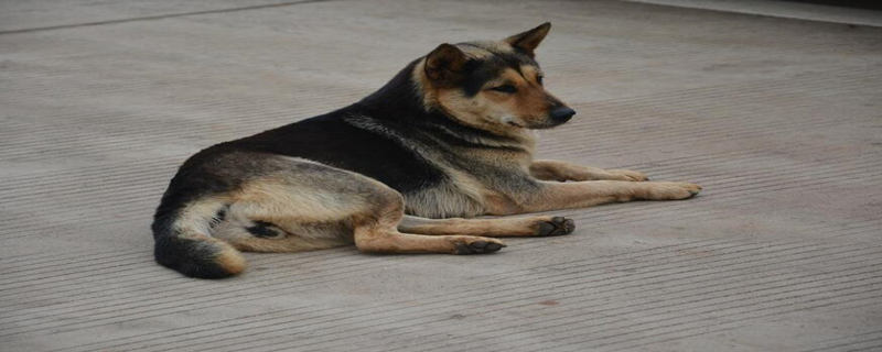 How old is the IQ of a native dog?