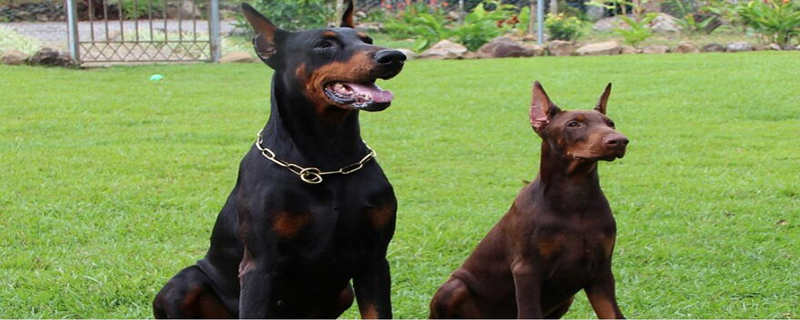 Is the Doberman Pinscher banned?