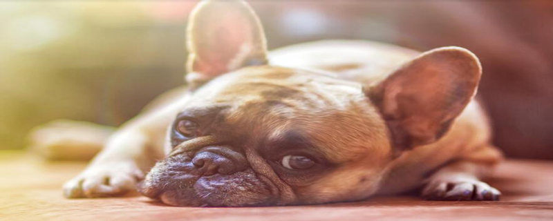 What kind of medicine does the dog vomit and does not eat?