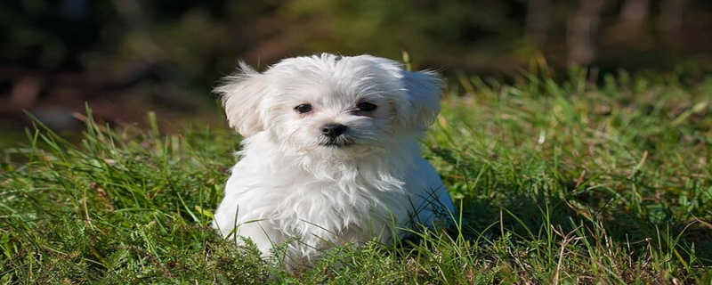 Are dogs afraid of mosquito bites?