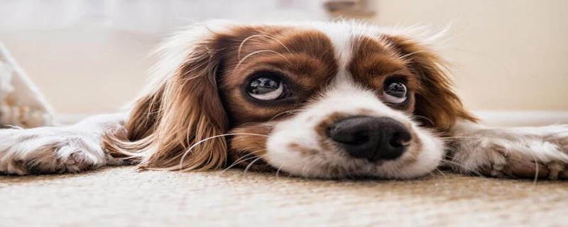What is the medicine for ticks on dogs?