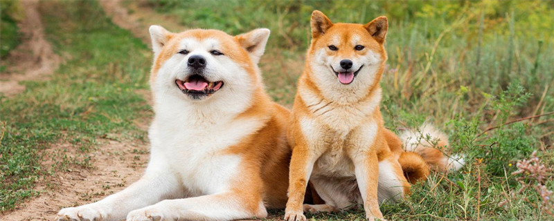 Can dogs drink pure milk?