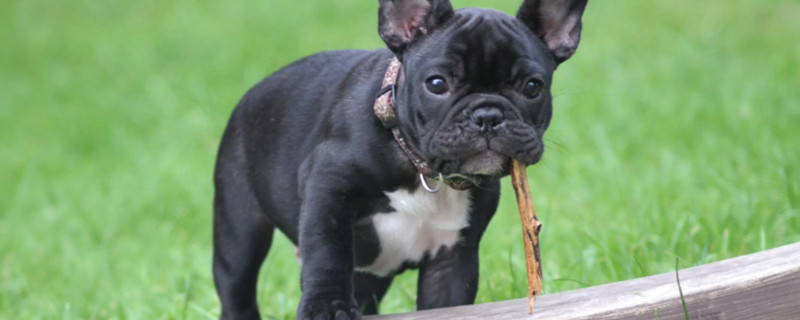 Can Dogs Eat Strawberries? What are the dangers of dogs eating strawberries?