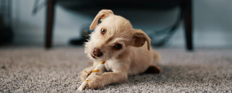 What to do if the dog can't go to the bathroom regularly
