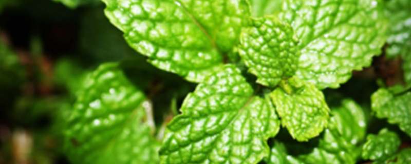 Can dogs eat peppermint?