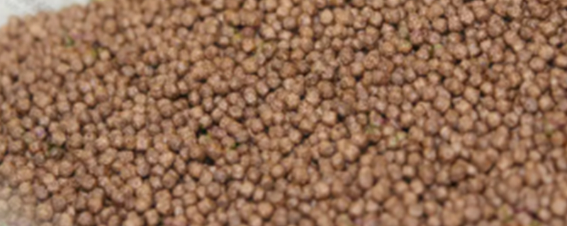 Can Dogs Eat Fish Food?