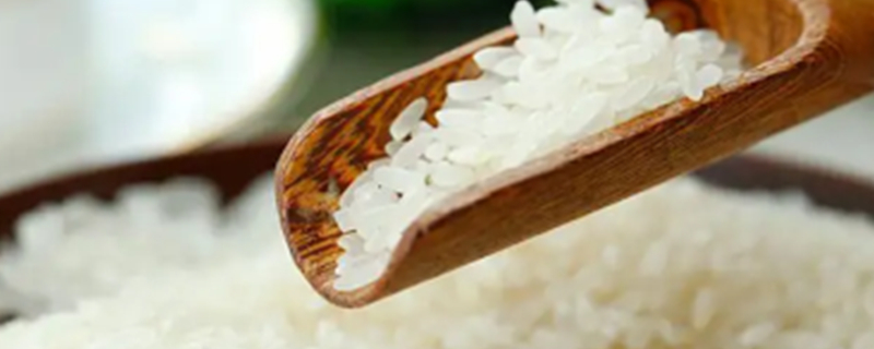 Can Dogs Eat Rice?