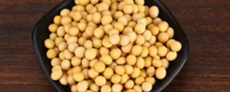 Can Dogs Eat Soybeans?