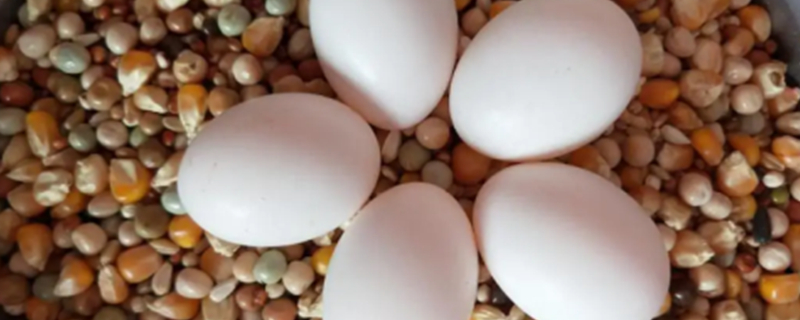 Can Dogs Eat Pigeon Eggs?