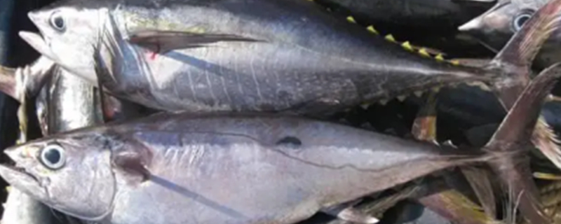 Can Dogs Eat Tuna?