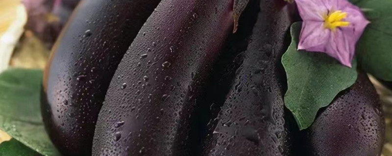Can Dogs Eat Eggplant?