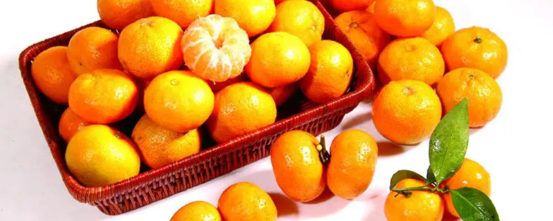 Can Dogs Eat Tangerine?