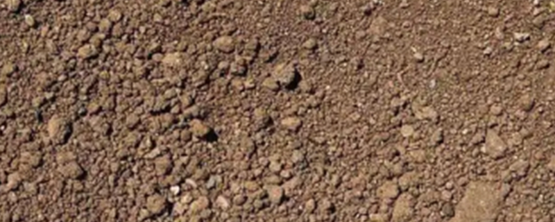 How to solve the problem of dog eating dirt