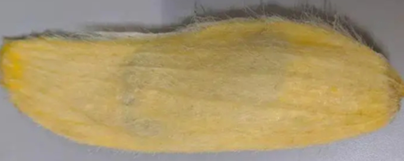 Can dogs digest mango cores?