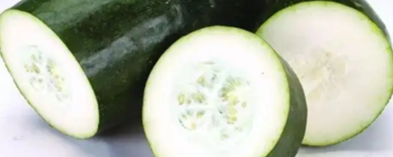 Can dogs eat winter melon?