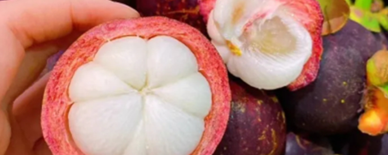 Can Dogs Eat Mangosteen?