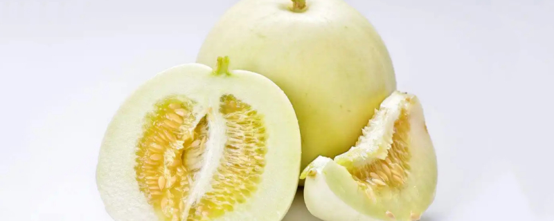 Can dogs eat cantaloupe?
