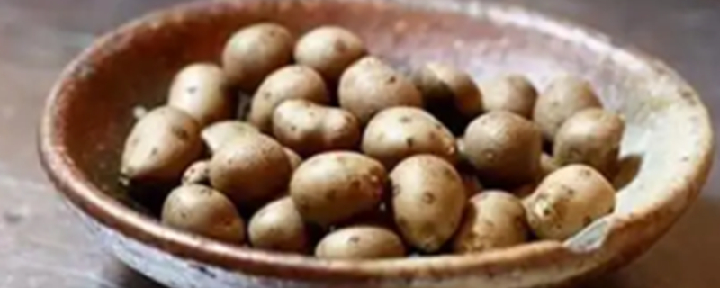 Can dogs eat yam beans