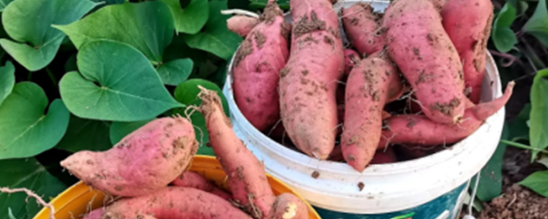 Can Dogs Eat Raw Sweet Potatoes?