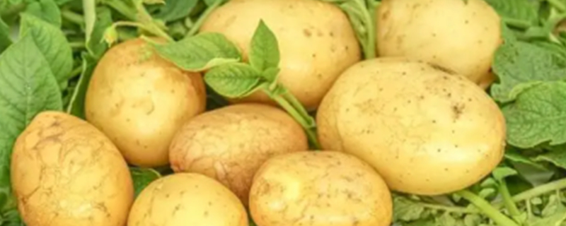 Can Dogs Eat Raw Potatoes?