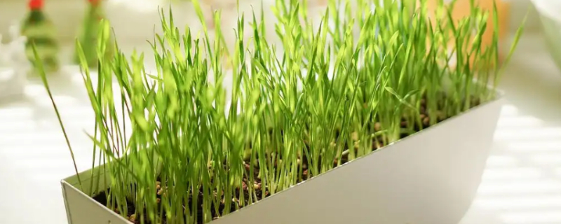 Can Dogs Eat Cat Grass?