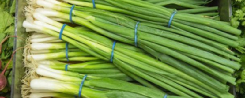 Can Dogs Eat Green Onions?