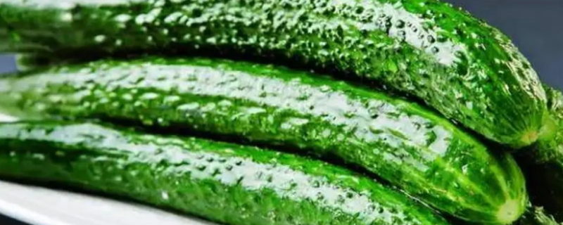 What Are the Benefits of Dogs Eating Cucumbers?