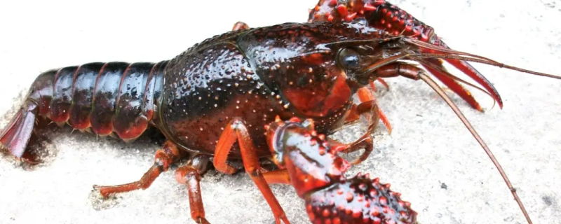 Can Dogs Eat Lobster?