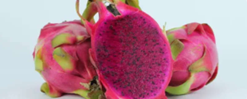 Can Teddy dogs eat dragon fruit?
