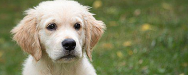 What medicine is used for red and swollen dog toes?