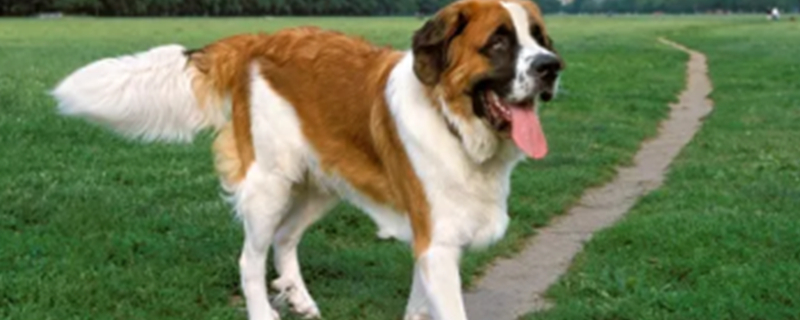 Why are St. Bernard dogs banned?