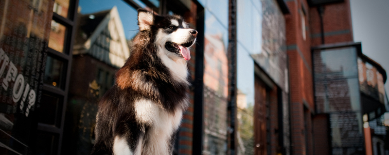 How to treat dog dander
