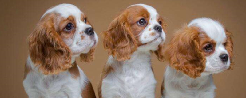 Do you need a dog license to keep a dog?