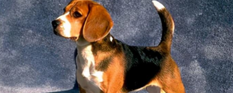 What does it mean when a dog wags its tail?