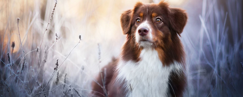 How to train dogs to be obedient