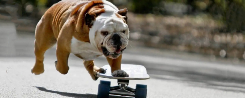 How to train a bulldog to defecate