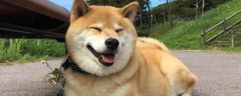 Did Shiba Inu tear down the house?